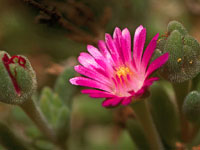 Lampranthus cv Red